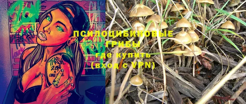 Псилоцибиновые грибы Psilocybe  Сортавала 